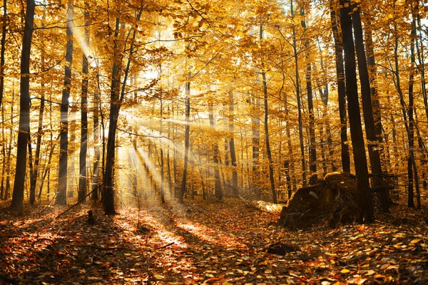 Bella Alba Giallo Foresta Autunnale — Foto Stock