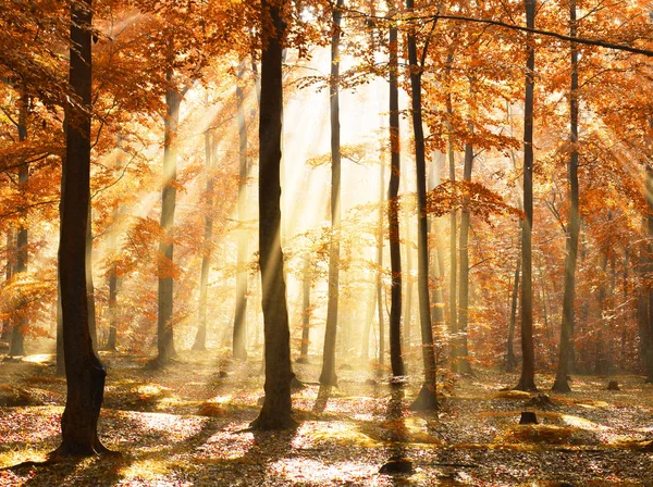 Aube Automnale Dans Vieille Forêt Hêtres Pologne — Photo