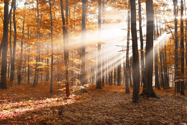 Schöner Sonnenschein Herbstlichen Wald Morgen — Stockfoto