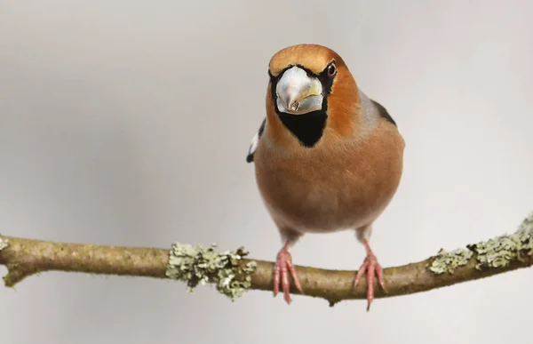 Κλείνω Πάνω Θέα Της Χαριτωμένο Hawfinch Κάθονται Στο Κλαδί Δέντρου — Φωτογραφία Αρχείου