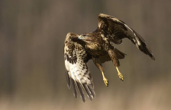 Poiana Comune Che Vola Habitat Naturale — Foto Stock