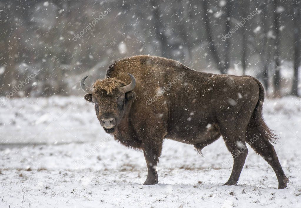 European bison in natural habitat 