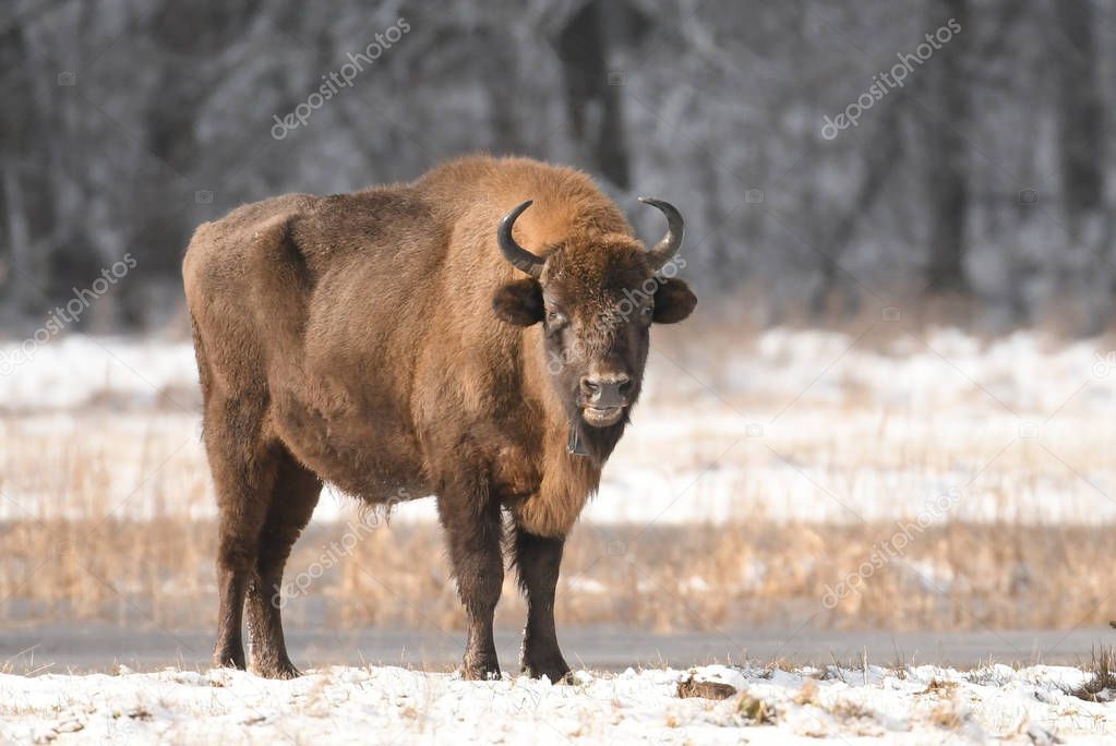 European bison in natural habitat