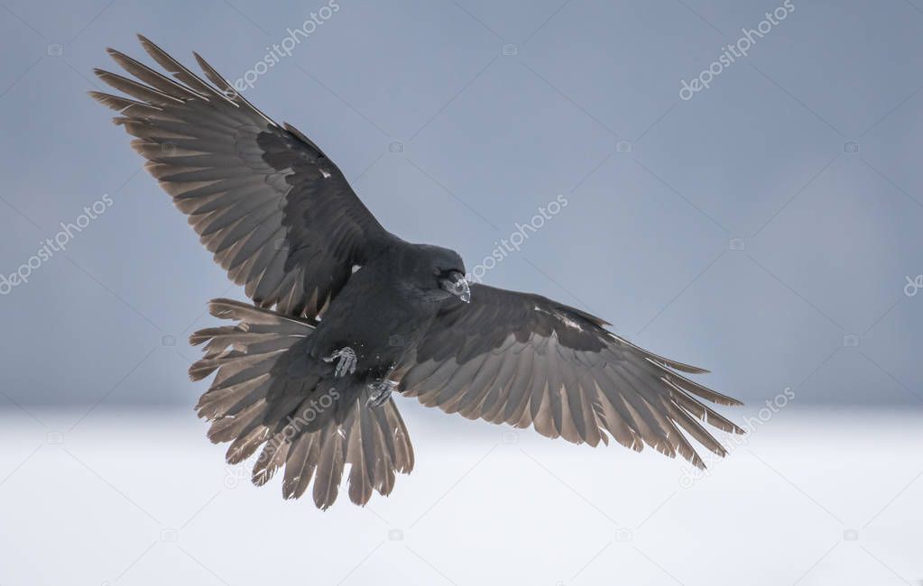 Common Raven flying in natural habitat