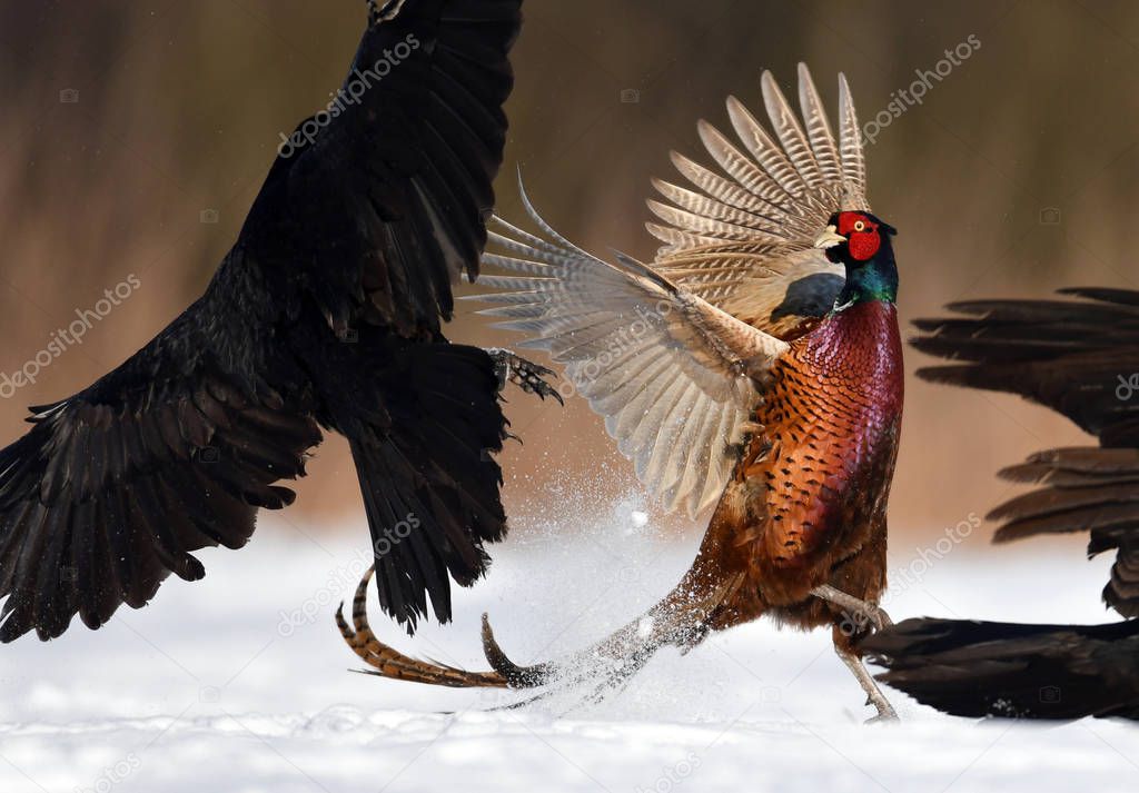 Ringneck Pheasant  fighting with crow