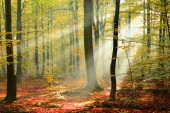Картина, постер, плакат, фотообои "beautiful morning with sunshine in autumn forest", артикул 216156682