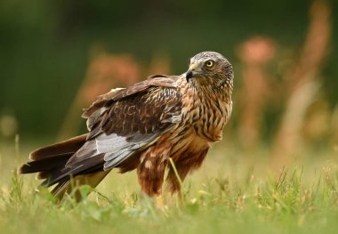 Marsh harrier doğal ortamlarında görünümünü kapat
