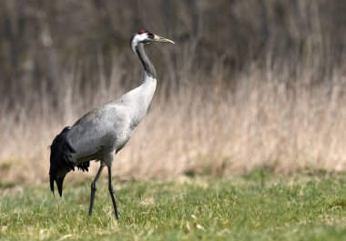 Bayağı turna doğal ortamlarında görünümünü kapat