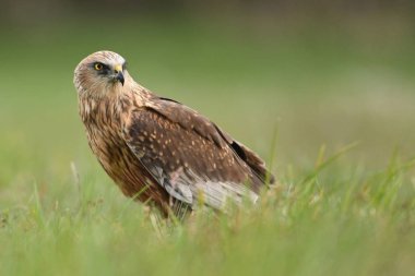 Marsh harrier doğal ortamlarında görünümünü kapat