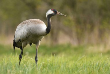 Bayağı turna doğal ortamlarında görünümünü kapat