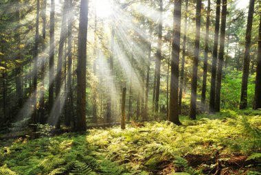 güzel sabah güneş sonbahar orman ile