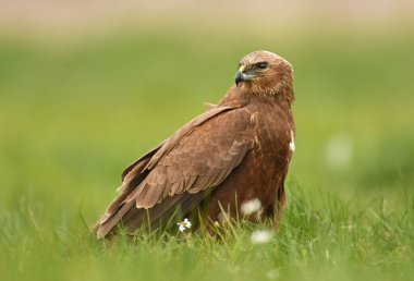 Marsh harrier doğal ortamlarında görünümünü kapat