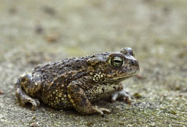 Close up view of Natterjack toad in natural habitat clipart