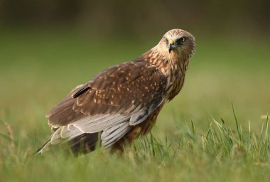 Marsh harrier doğal ortamlarında görünümünü kapat