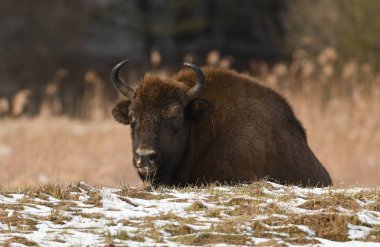 Avrupa bizonu (Bison bonasus)