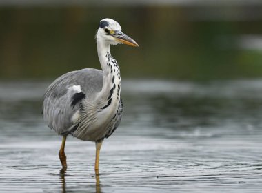 Gri balıkçıl doğal ortamlarında, yakın çekim