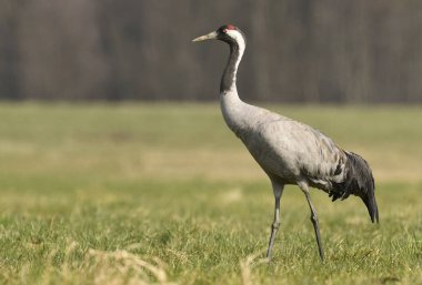 Bayağı turna doğal ortamlarında görünümünü kapat