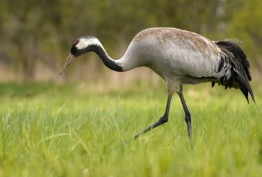 Bayağı turna doğal ortamlarında görünümünü kapat