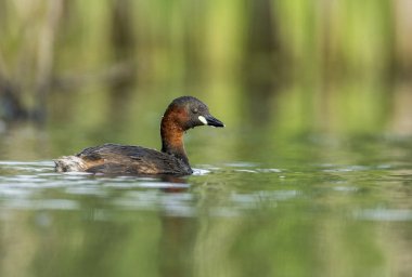 Doğal yaşam alanı içinde küçük batağan görünümünü kapat