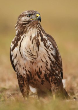 doğal yaşam alanı içinde bayağı şahin