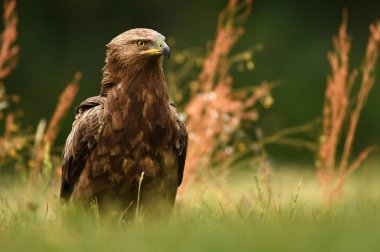 Küçük Orman kartalı görünümünü kapat 