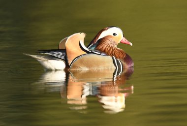 Güzel mandalina erkek ördek, görünümü kapatın