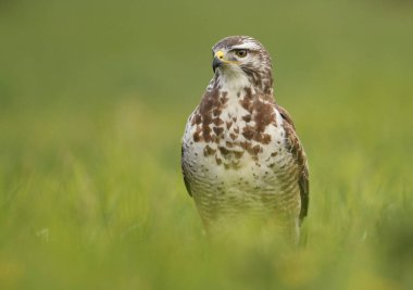 doğal yaşam alanı içinde bayağı şahin