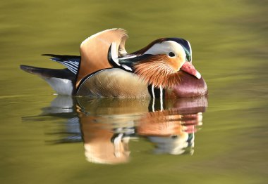 Güzel mandalina erkek ördek, görünümü kapatın