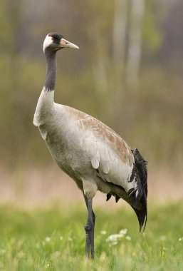 Bayağı turna doğal ortamlarında görünümünü kapat