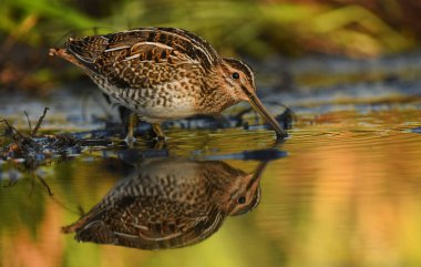Doğal ortamlarında yaygın 
