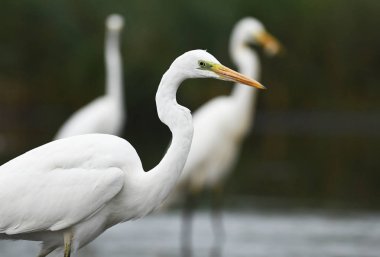 Doğal Yaşam Alanında Büyük Beyaz Akbalıkçıl