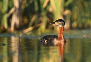 Kızıl boyunlu batağan doğal ortamlarında