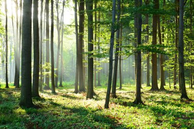 güzel sabah güneş sonbahar orman ile