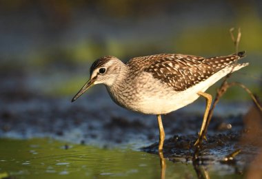 Doğal ortamlarında ahşap sandpiper görünümünü kapat