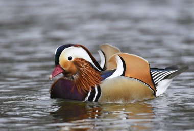 Güzel mandalina erkek ördek, görünümü kapatın