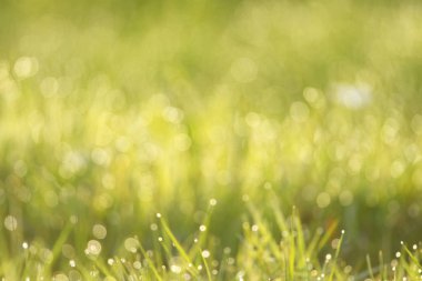 Arka plan olarak bahar çimen