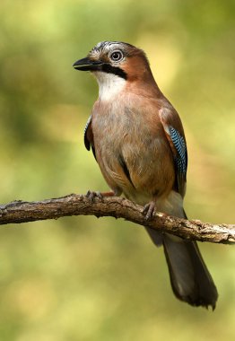 Doğal yaşam alanı, Jay kuş görünümü kapatın