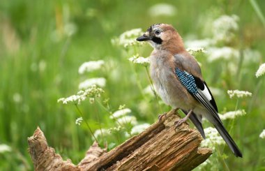 Doğal yaşam alanı, Jay kuş görünümü kapatın