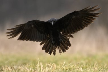 Kadar ortak kuzgun görünümü Kapat 