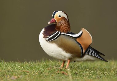 Güzel mandalina erkek ördek, görünümü kapatın