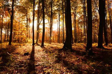 Sabah sonbahar ormandaki güzel güneş