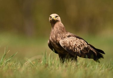 Küçük Orman kartalı görünümünü kapat 