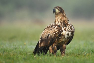 Beyaz kuyruklu kartal görünümünü kapat