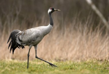 Bayağı turna doğal ortamlarında görünümünü kapat