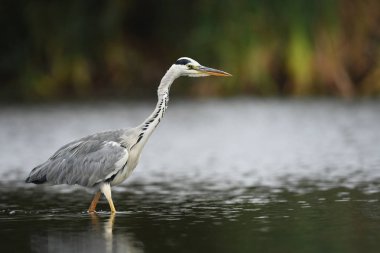 Gri balıkçıl doğal ortamlarında, yakın çekim