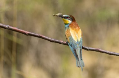 Avrupa arı yiyici görünümünü kapat 