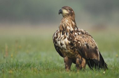 Beyaz kuyruklu kartal görünümünü kapat