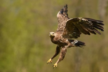 Küçük Orman kartalı görünümünü kapat 