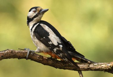 Büyük benekli ağaçkakan görünümünü kapat 