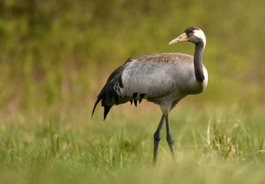 Bayağı turna doğal ortamlarında görünümünü kapat